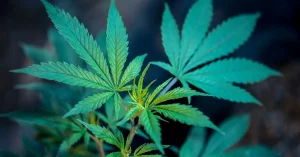 Nuns Growing Weed To Heal The World