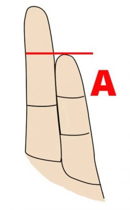 Finger Length Meaning - What Does Your Fingers’ Length Say About Your ...