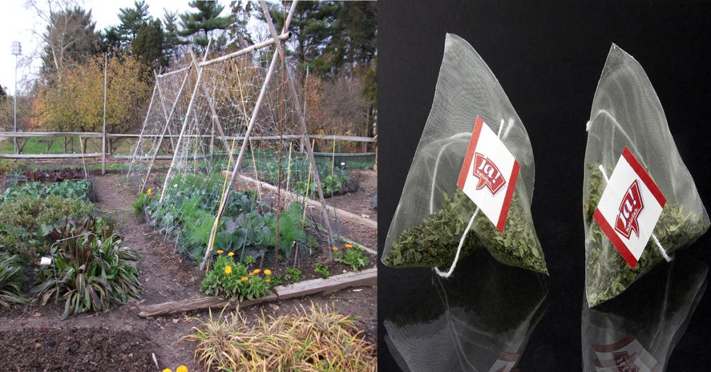 10 Reasons Why You Should Plant Your Tea Bags Instead Of Throwing Them Away