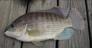 15 Types Of Fish You Should Never Eat