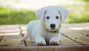 Dogs, CBD, and Seizures