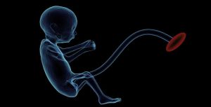 From Embryo to Fetus