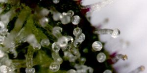 The CBD Extraction Process