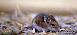 What diseases do mice carry?