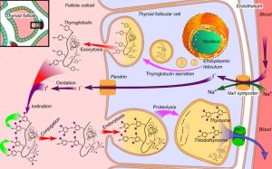 MYTHS ALERT:  BIOIDENTICAL HORMONE REPLACEMENT THERAPY