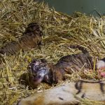 tigar gives birth 2