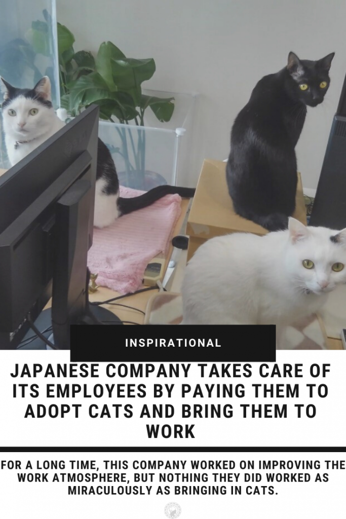 Japanese Company Takes Care Of Its Employees By Paying Them To Adopt Cats And Bring Them To Work