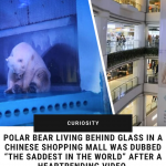 saddest-polar-bear