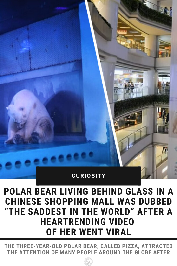 Polar Bear Living Behind Glass In A Chinese Shopping Mall Was Dubbed “The Saddest In The World” After A Heartrending Video Of Her Went Viral