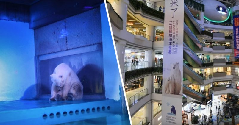 Polar Bear Living Behind Glass In A Chinese Shopping Mall Was Dubbed “the Saddest In The World