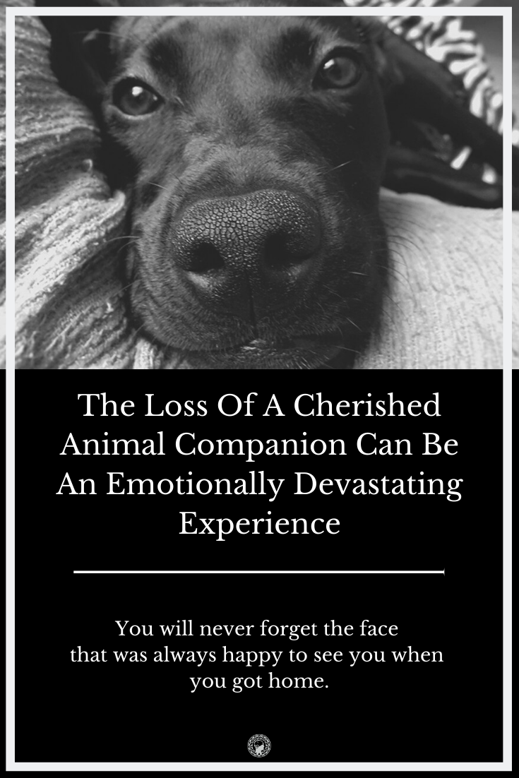 The Loss Of A Cherished Animal Companion Can Be An Emotionally Devastating Experience