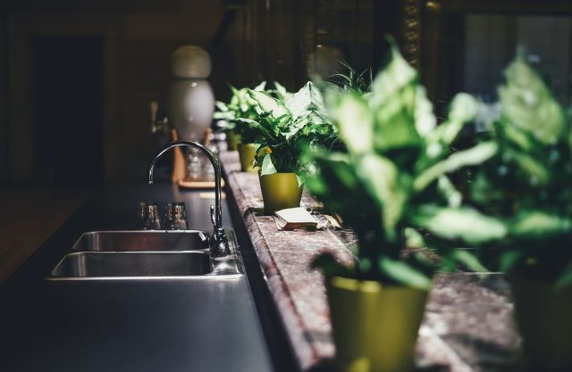 Plants in Kitchen