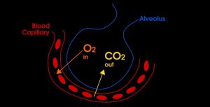 Everything You Need to Know About Blood Oxygen