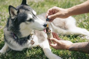 CBD Oil Responsible for Cool Pets