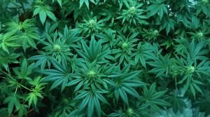 How to Use Hemp for Arthritis