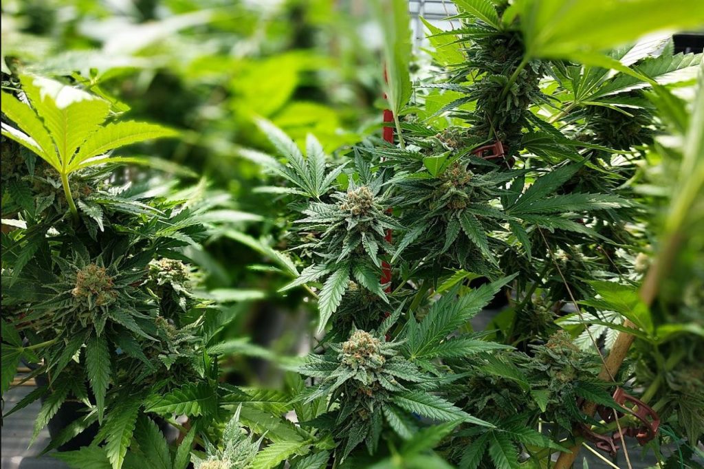 How medical marijuana can help manage pain and mental health conditions