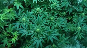 Top Cannabis Strains: Choosing the Right Strain for You