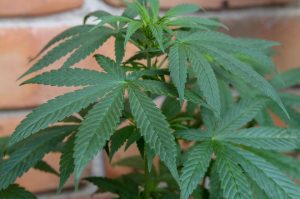 Reasons why you should consume cannabis seeds