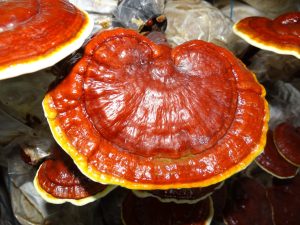 Reishi Mushroom – 4 Benefits of the Elixir of Immortality