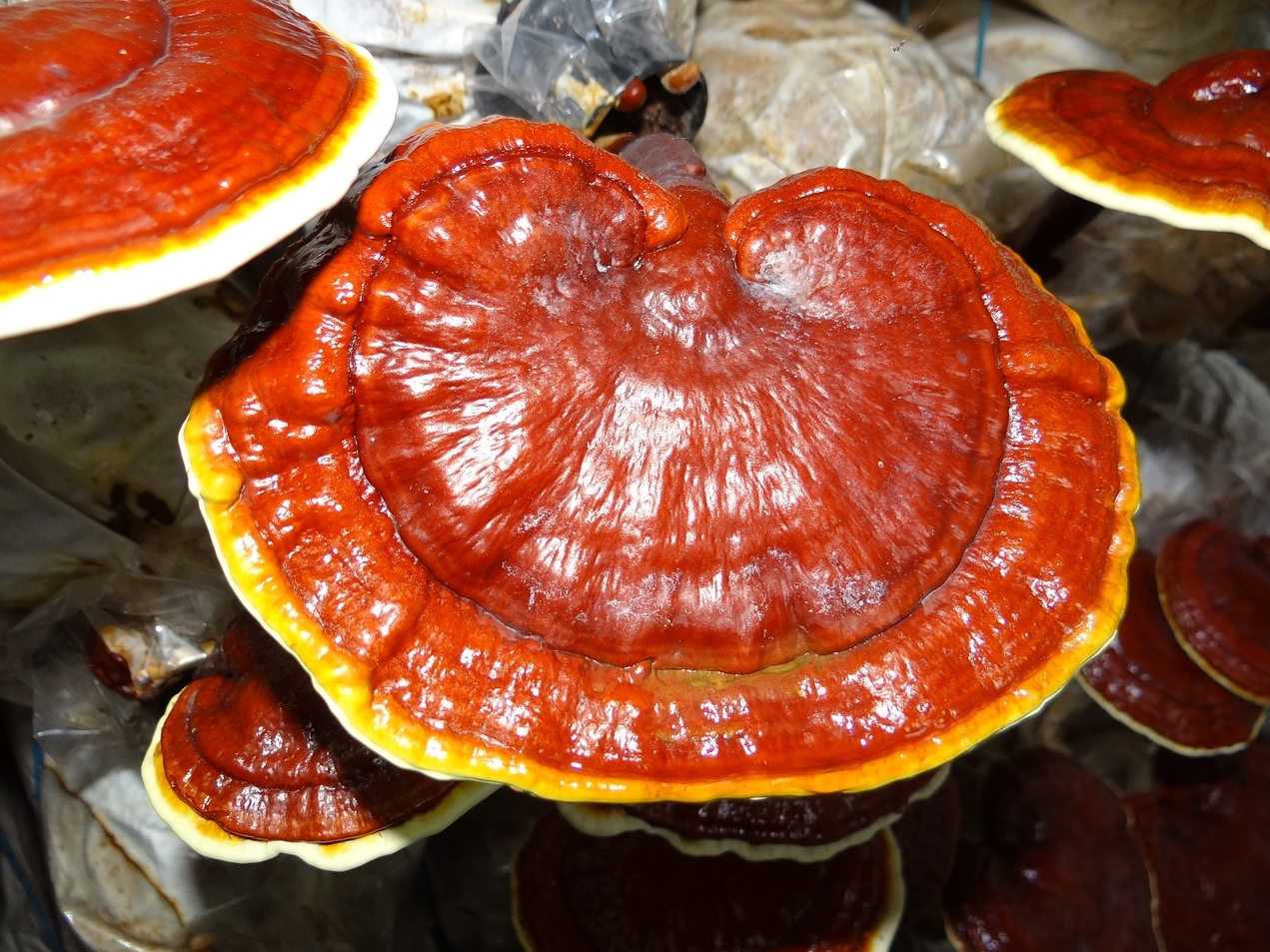 Reishi Mushroom - 4 Benefits of the Elixir of Immortality - Curious Mind Magazine