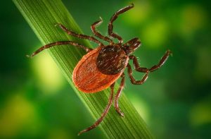 How to control pests to avoid diseases