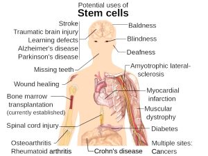 Deer Placenta Stem Cell Therapy