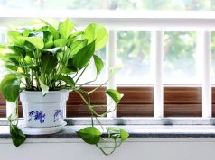 Bedroom-Plants