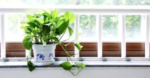 17  Plants for Bedroom That Smell Nice, Help You Sleep Better, And Have Health Benefits