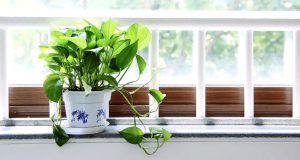 Bedroom-Plants
