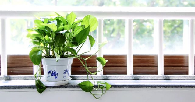 Bedroom-Plants