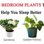 bedroom plants