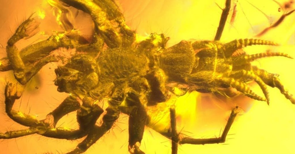 An Echo Of Prehistoric Times: Spiderlike Creature With A Scorpion’s Tail Found In Amber