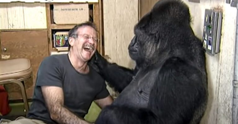 Robin Williams Once Made A Gorilla Laugh After 6 Months Grieving For 