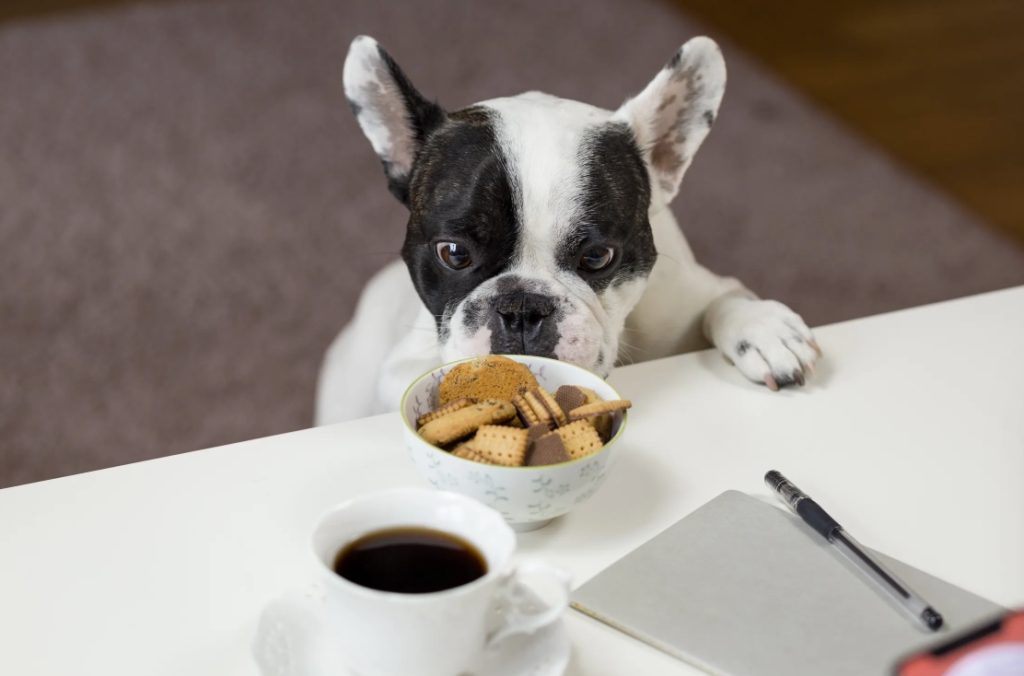 5 Important Factors to Consider when Feeding Your Family Pet