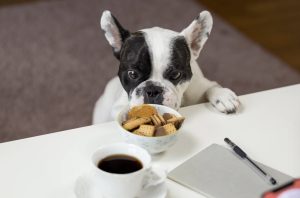 5 Important Factors to Consider when Feeding Your Family Pet