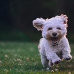 Dog Care Tips You Should Know