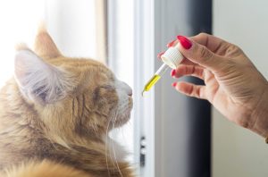 3 Reasons To Get CBD Treats For Your Cat