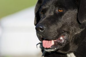 Dog Training – Tips for Success