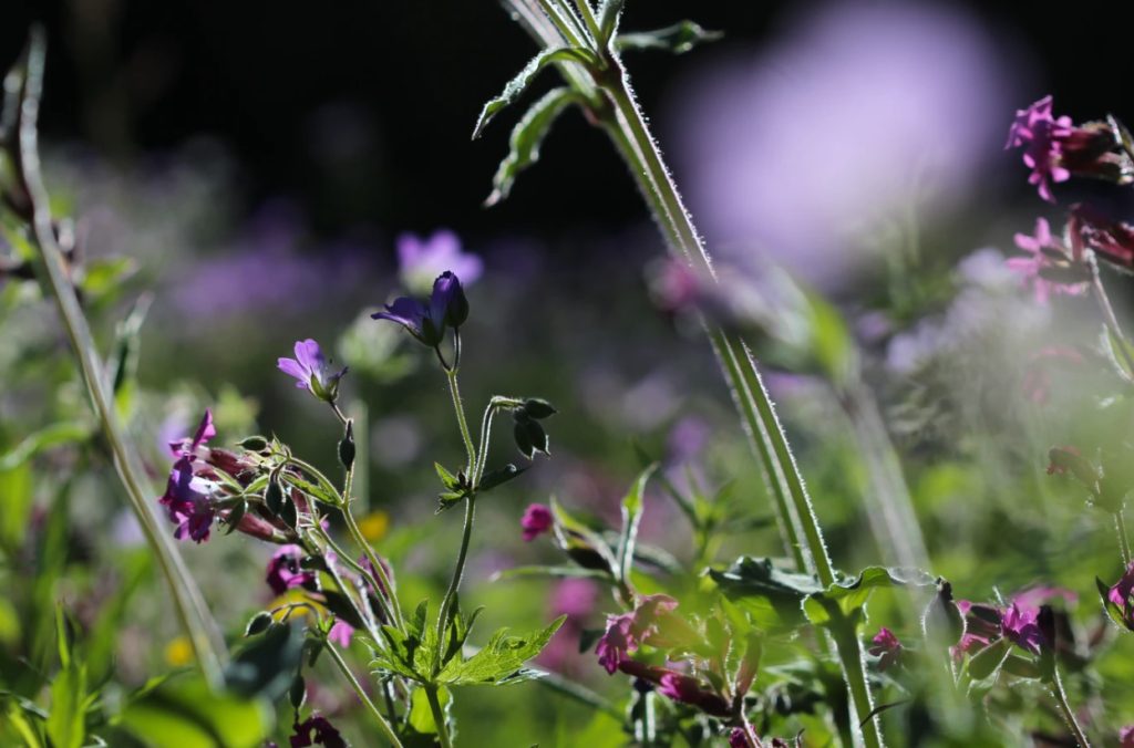 Watch Them Bloom: Your Quick Guide To Gardening With Flowering Perennials
