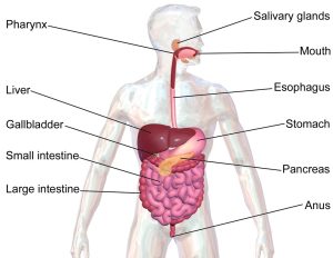 Gentle Laxative That Works Overnight