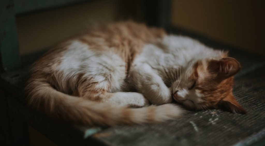 How CBD Is Helping People Get Better Sleep