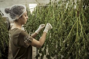 Sensation of a Marijuana High: Smoking and Vaping