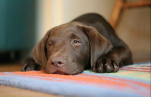 Caring For Your Chocolate Lab Puppy