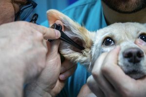 How to Prepare for a Career in Veterinary Medicine?