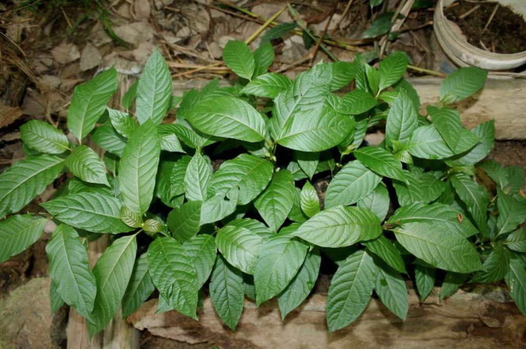 Kratom Myths Debunked
