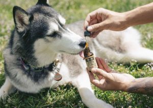 6 Things to Know Before Buying CBD for Dogs