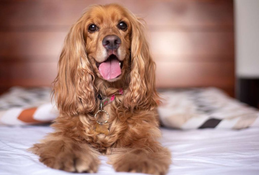 9 Health Benefits Of CBD Products For Dogs That You Didn’t Know About 