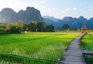 Environmental Impacts of Rice Production: Should we eat less rice?