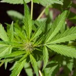 Marihuana leaf