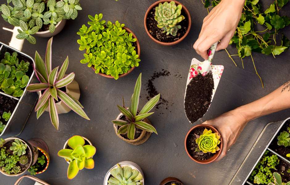 7 Techniques You Need To Master To Become An Indoor Gardener - Curious ...